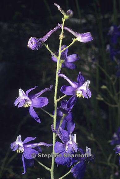 delphinium gracilentum 4 graphic